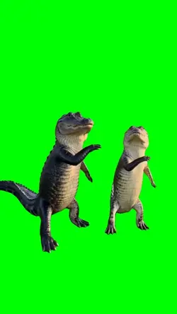 Crocodiles dancing