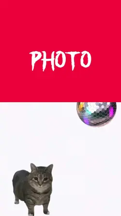 Micheal Jackson cat