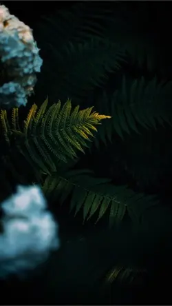 Cinematic Nature