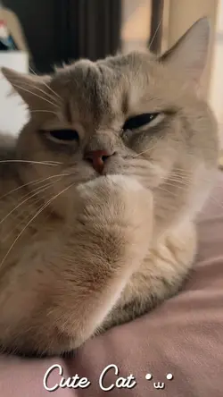 Cute cat