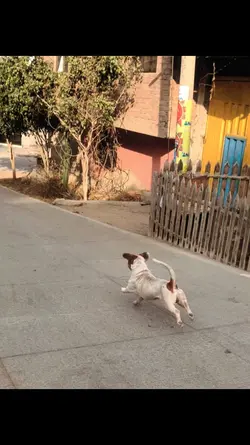 adiós 