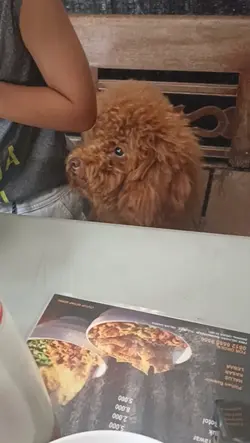 poodle lover