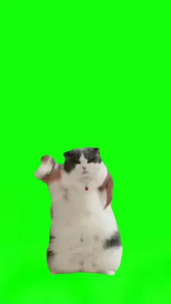 Cat dancing
