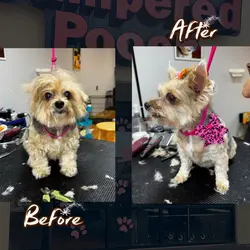 Before and After 