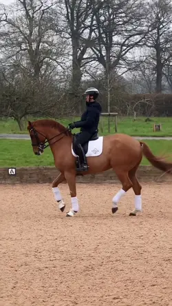 Equestrian