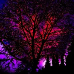 red + purple