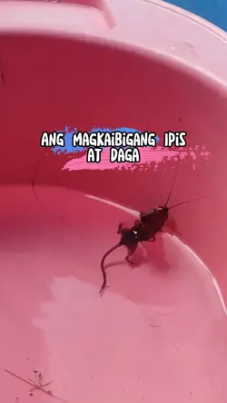 Ipis at Daga