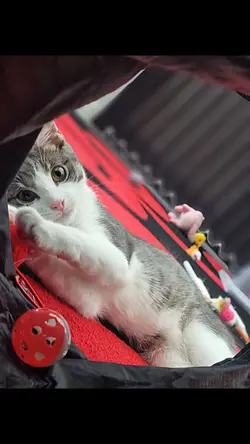 Pets