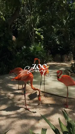 zoo story