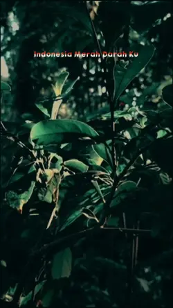 INDONESIA CINEMATIC