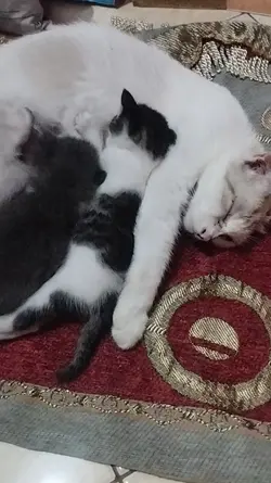 Si Melly