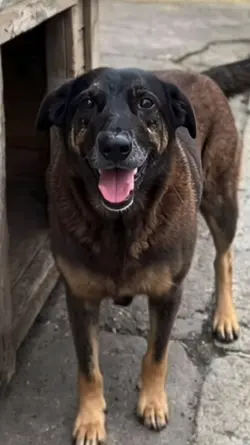 cão orelha 