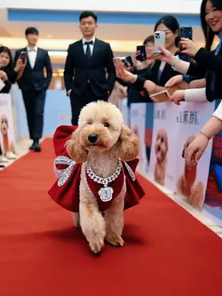 RedCarpet Royalty[F]