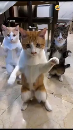 Dancing Cat Trend..