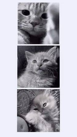 poloroid/ gatinhos