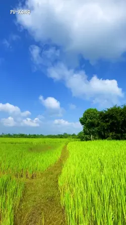ស្រូវស្រែខៀវស្រងាត់