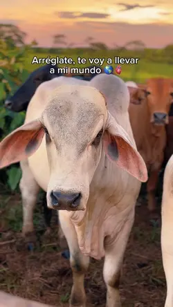 Mi mundo
