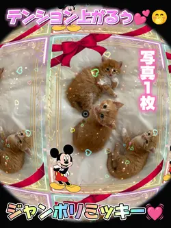 ジャンボリミッキー　写真１枚