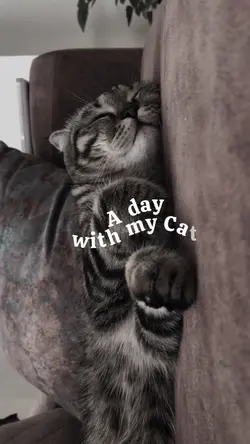 a day with cat