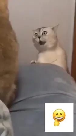 funny cat