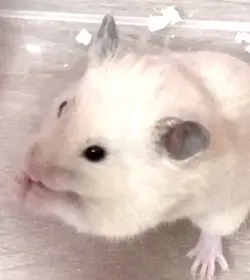 大好きハムスター
