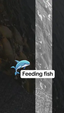 feeding fish