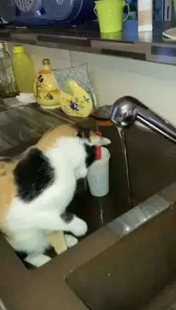 chat
