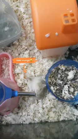 Hamster lucu haus