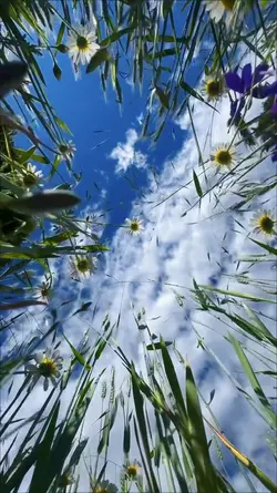 Mini Vlog