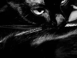 última copa dele....