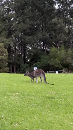 One kangaroo