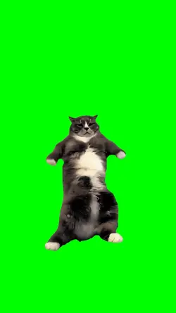 cat dancing 