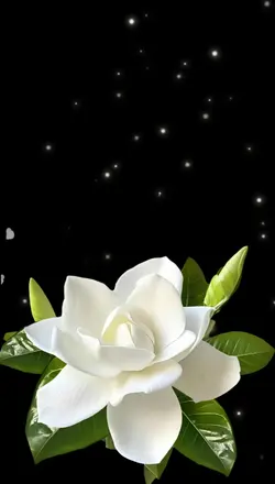 Gardenia