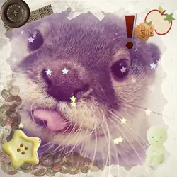 Otter !!