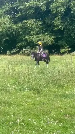 HORSE WALKING