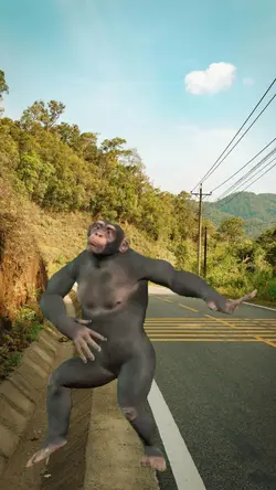 Monkey dancing