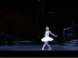 The swans
