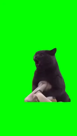Funny cat meme 
