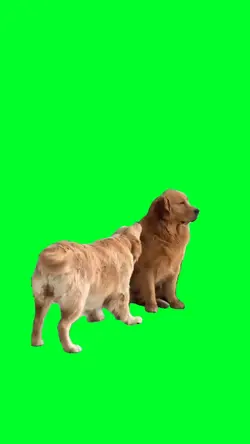 Dog Barking