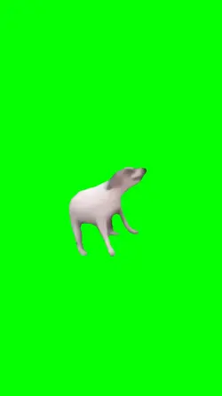 Funny dog  dancing 