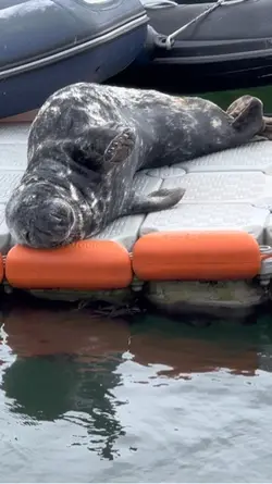 Seal approval 
