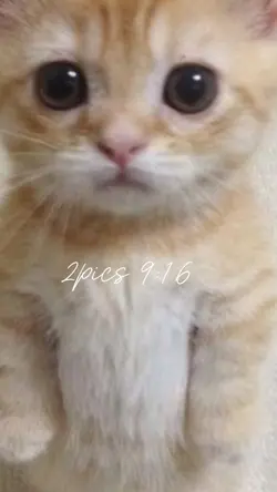 뽀삐뽀삐뽀 뽀삐뽀