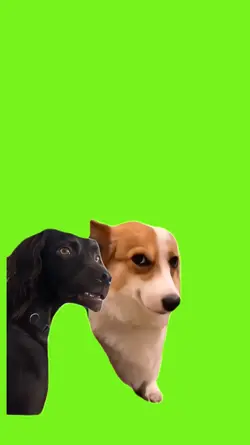 Two dogs 