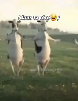 moi et l'anglais 