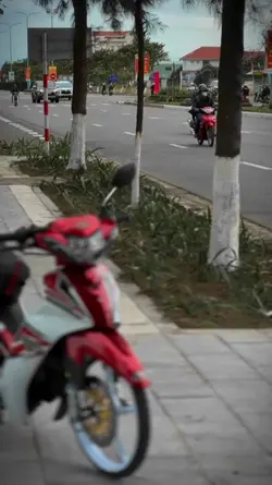 sirius kiểng