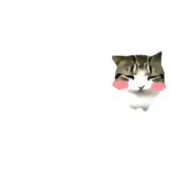 고양이