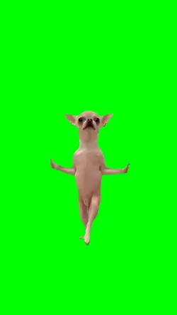 Dog clap dance