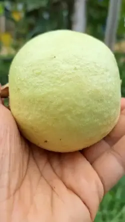 mẫu 