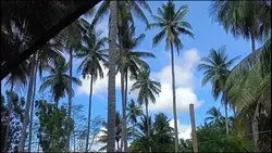 macarena slowed