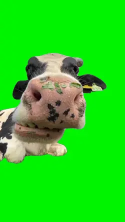 MooCow 